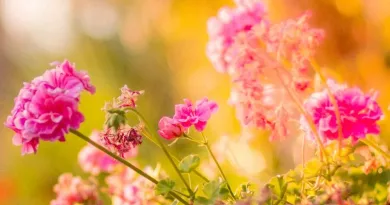 Membuat Kebun yang Sempurna dengan Metode Zona Berkebun