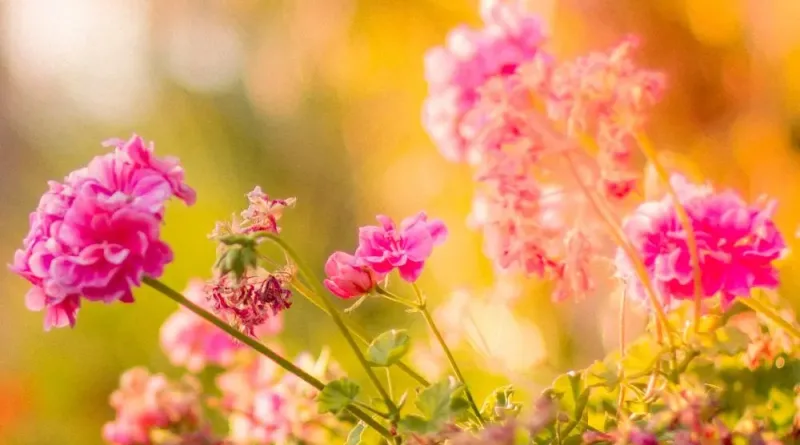 Membuat Kebun yang Sempurna dengan Metode Zona Berkebun