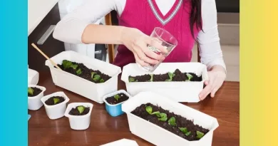 51 Tips Menanam Kebun Sayur di Rumah Panduan Praktis untuk Pemula