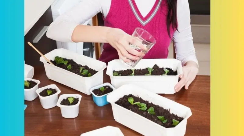 51 Tips Menanam Kebun Sayur di Rumah Panduan Praktis untuk Pemula