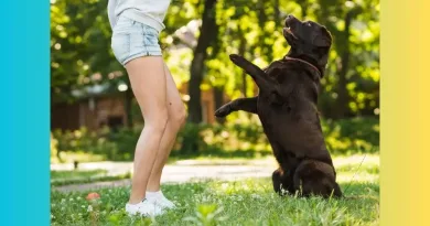 90 Tips Pelatihan Anjing yang Efektif Meningkatkan Perilaku dan Ketaatan Anjing Anda