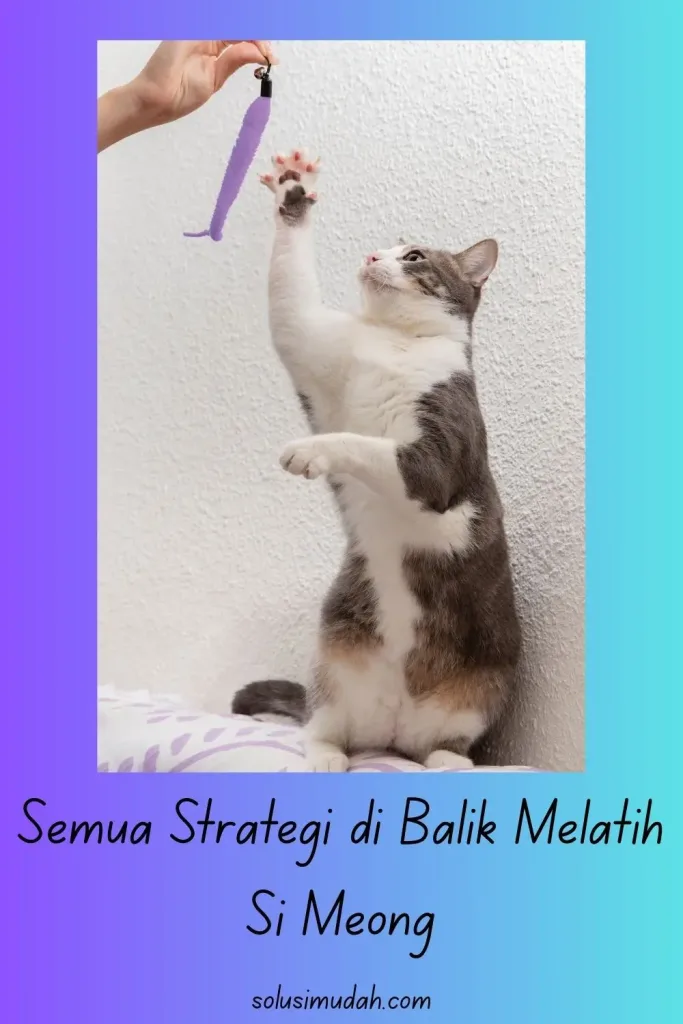 Teknik-Melatih-Kucing-Semua-Strategi-di-Balik-Melatih-Si-Meong-683x1024 Teknik Melatih Kucing - Semua Strategi di Balik Melatih Si Meong