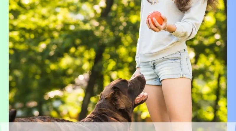Dasar-Dasar Melatih Anjing dan Anak Anjing