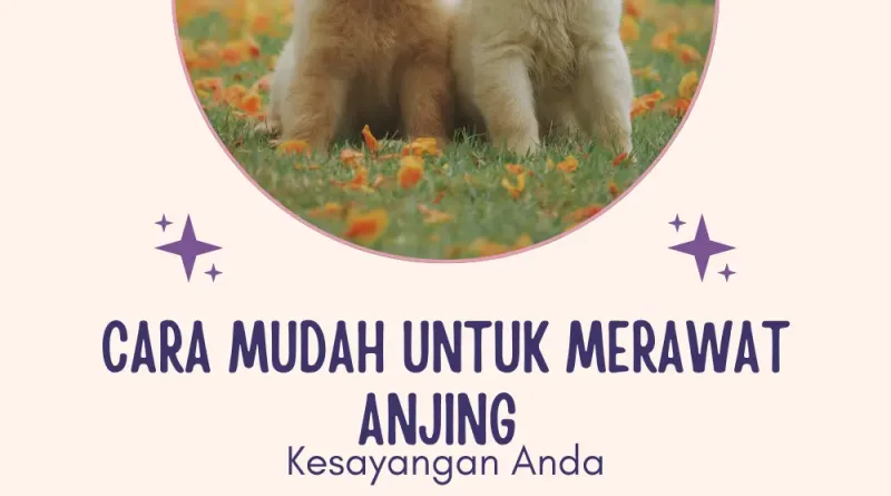 Cara Mudah Untuk Merawat Anjing Kesayangan Anda